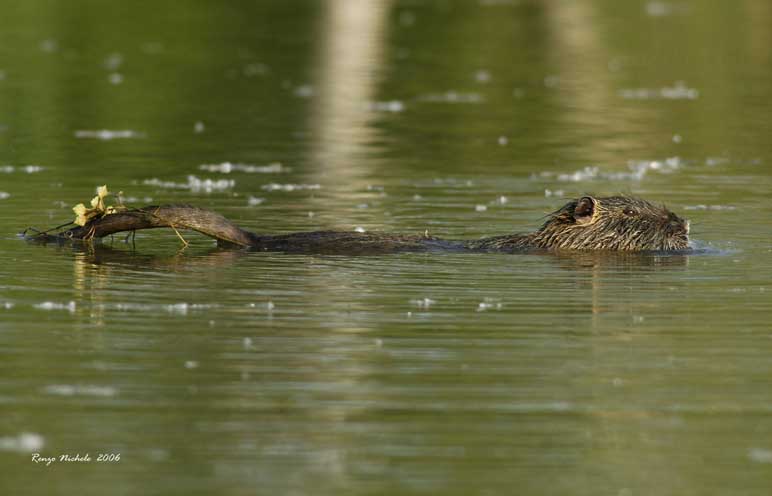 Nutria, Myocastor coypus